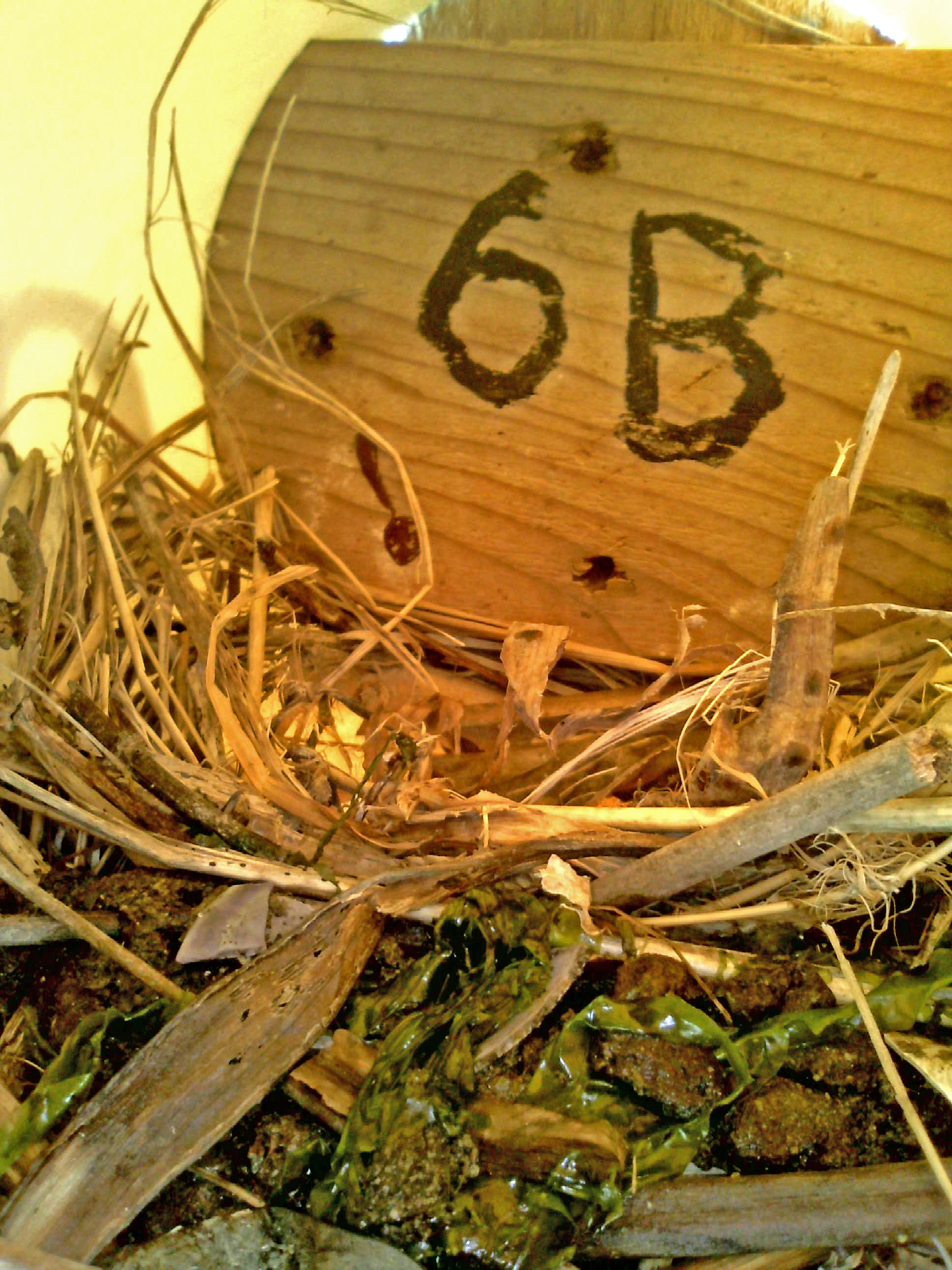 OPAS 6A